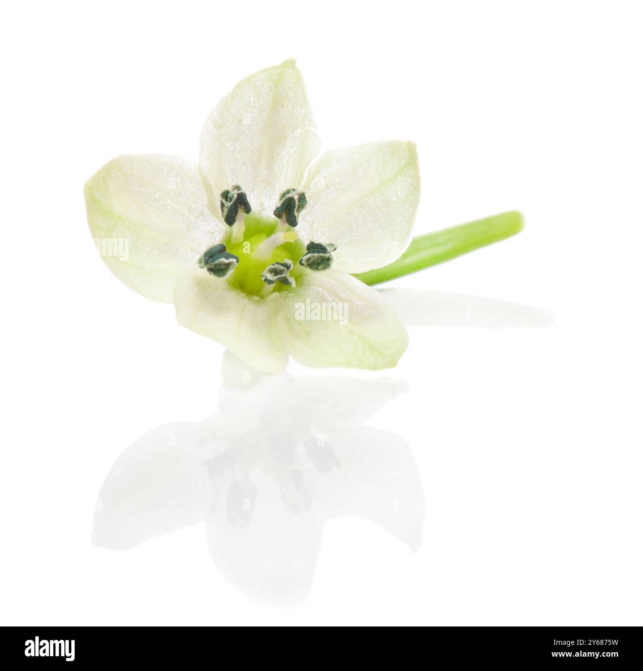 Habanero, fiore di pepe rosso caldo isolato su sfondo bianco. tracciato di ritaglio Foto Stock