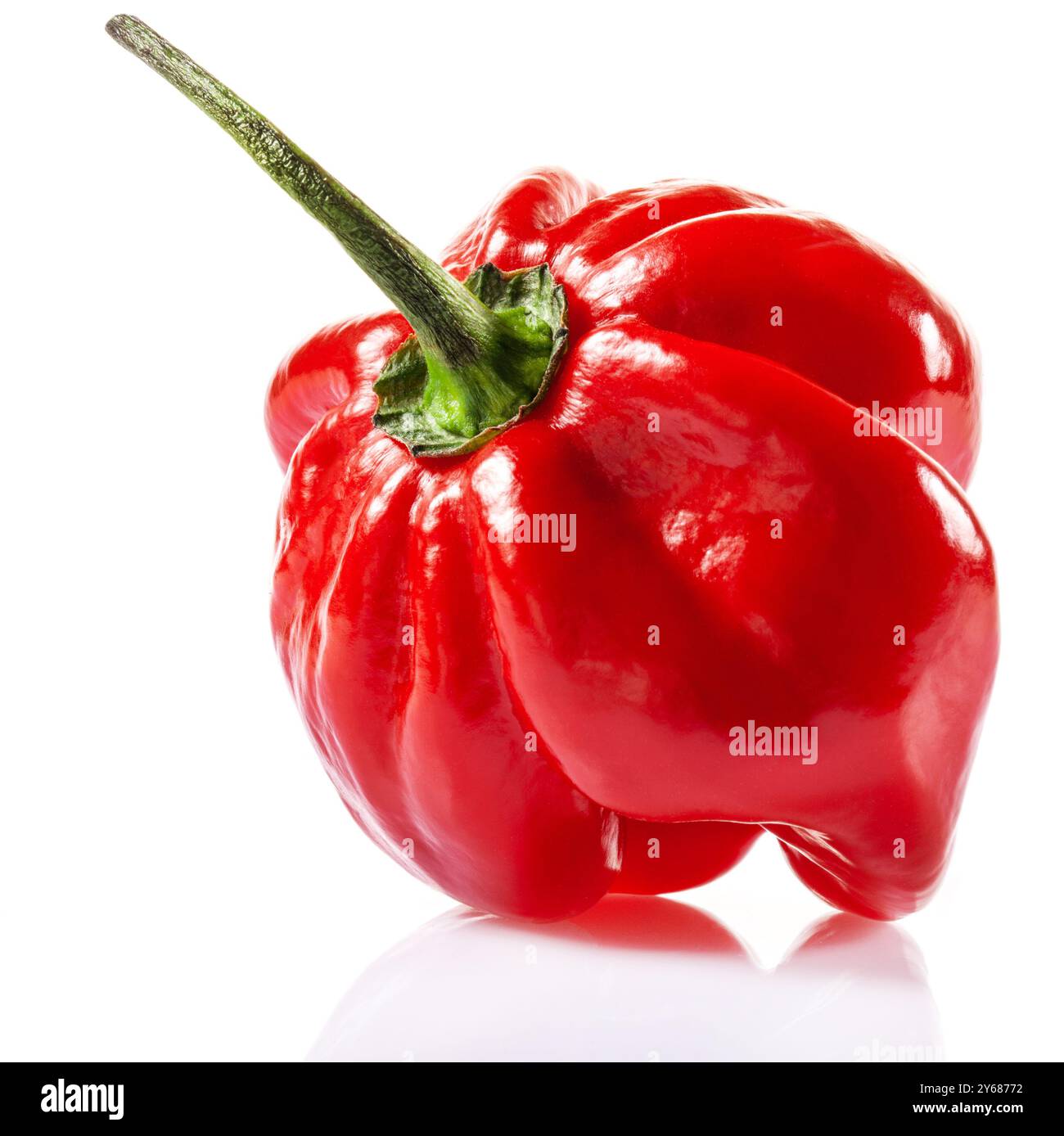 Pepe habanero Savina rosso isolato su fondo bianco Foto Stock