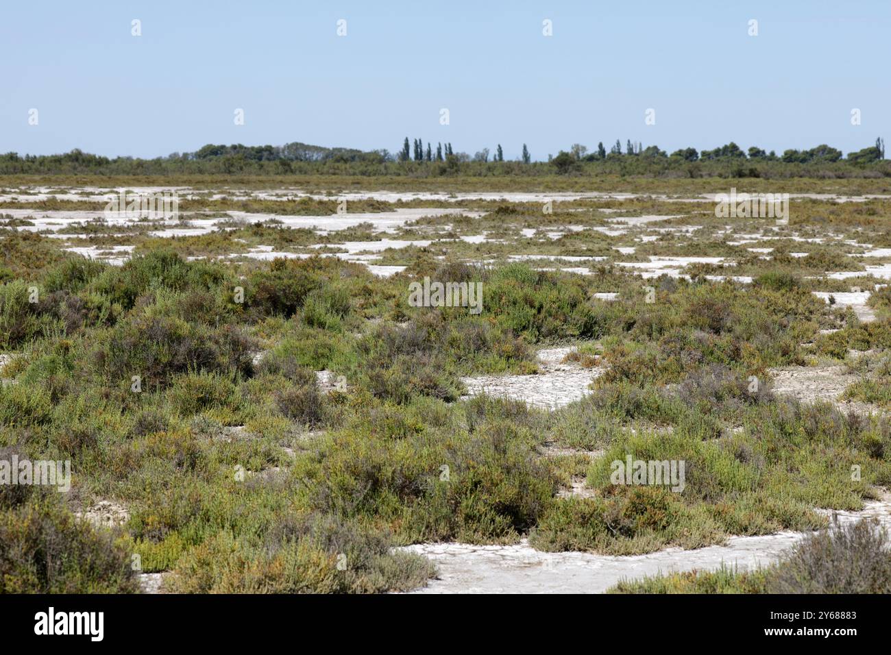 Paesaggio nella Camargue Provenza sud della Francia Foto Stock