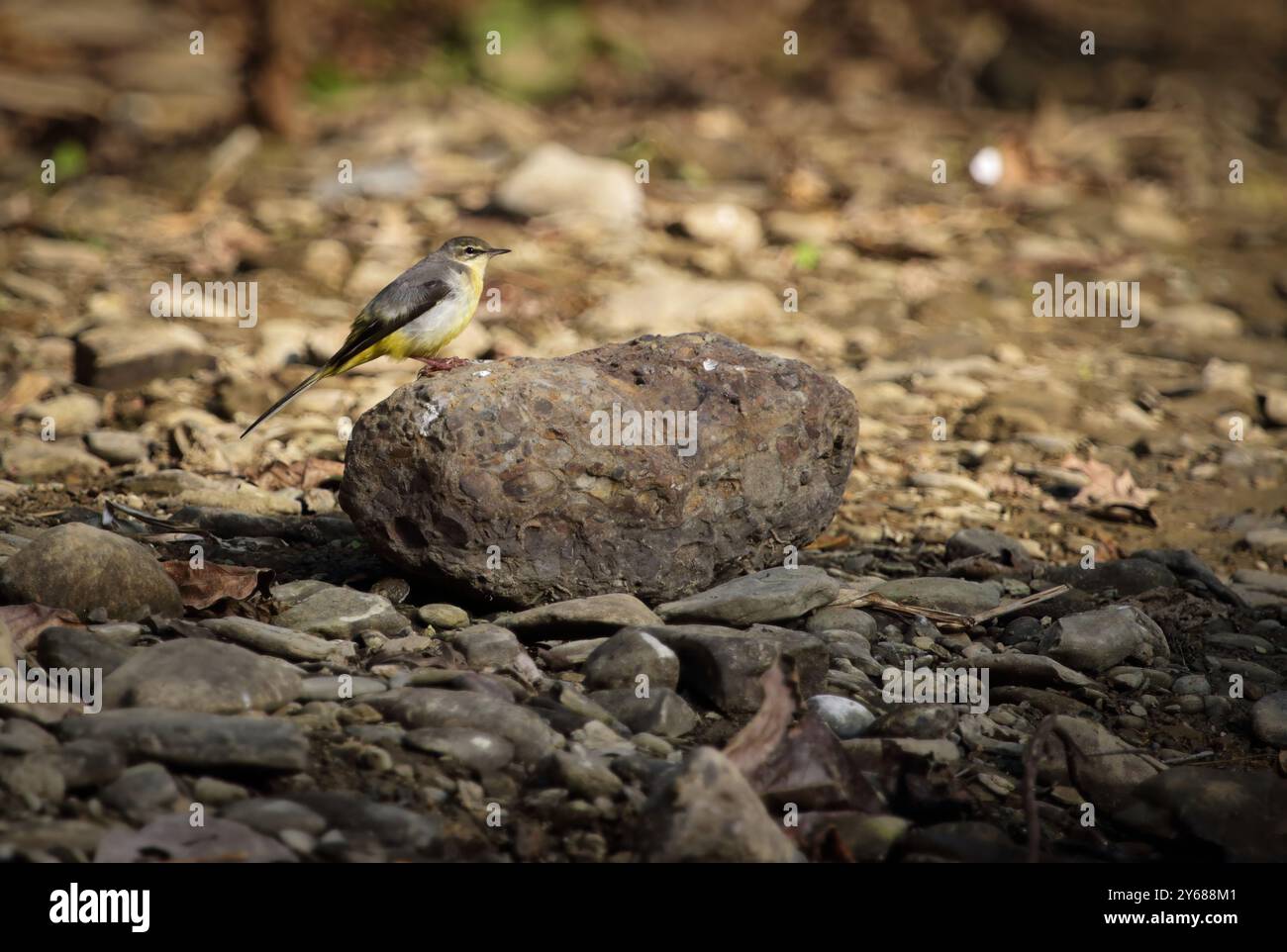 Coda di cavallo grigia seduta sulla roccia. Le code grigie (Motacilla cinerea) sono sottili uccelli insettivori di campagna aperta che nutrono il suolo. Foto Stock