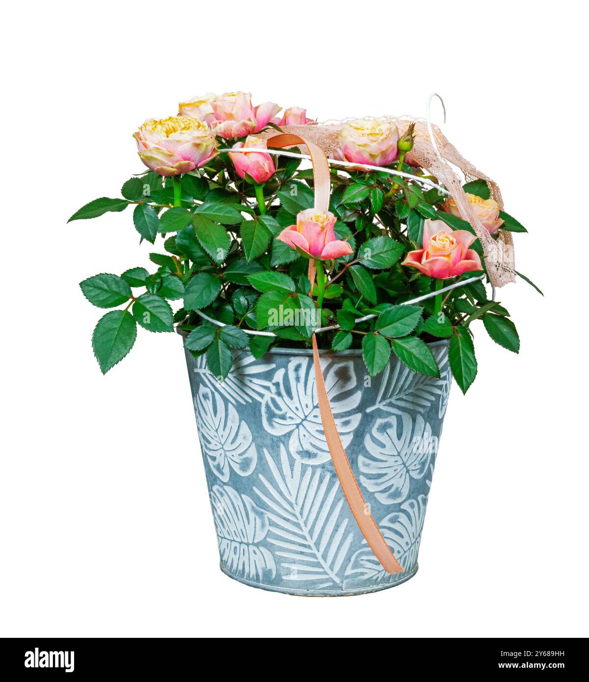 Primo piano di fiori di rosa isolati in un vaso di piante Foto Stock