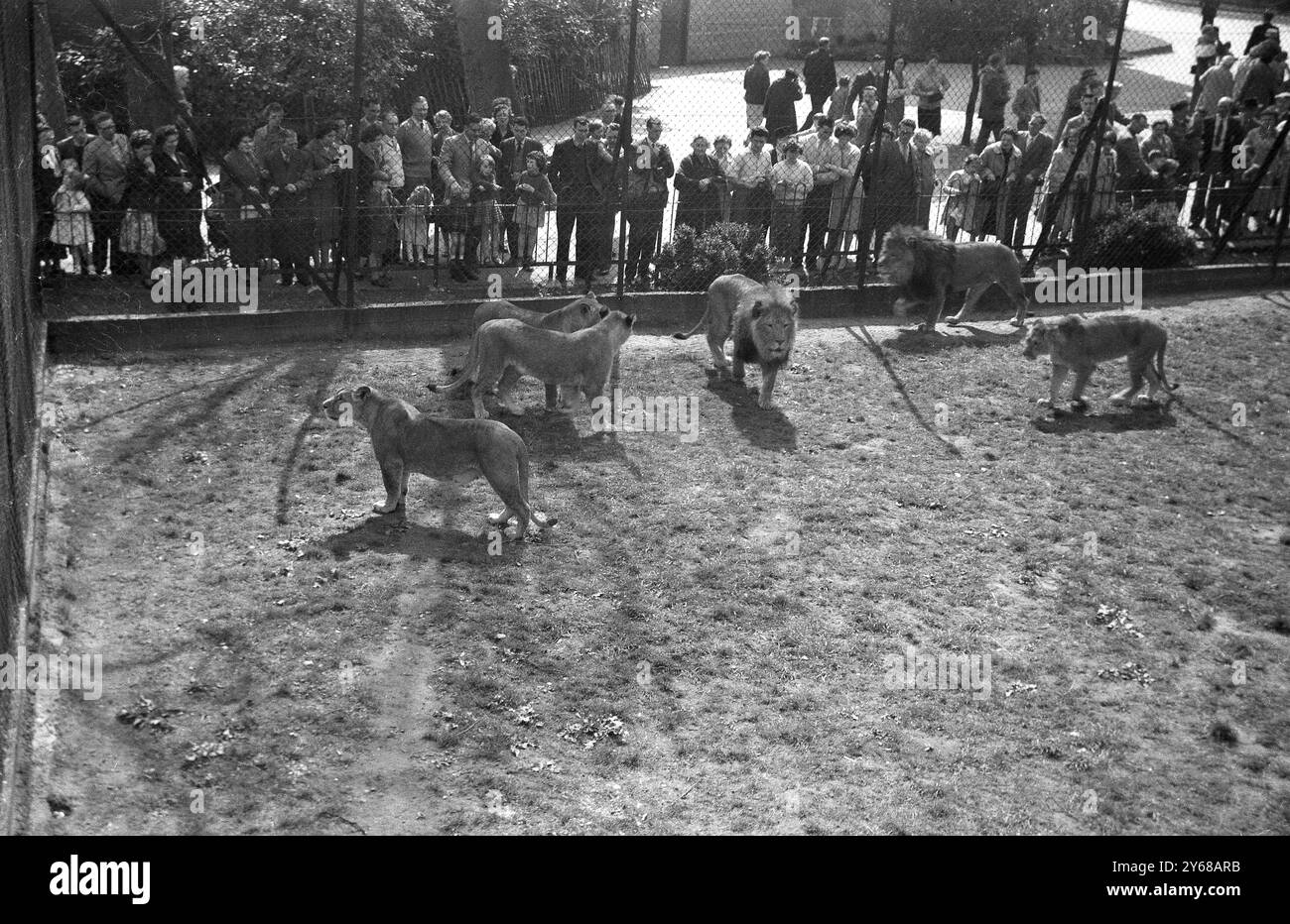 1960, visitatori storici dello zoo di Chester che guardano un orgoglio di leoni nel loro recinto a gabbia, Inghilterra, Regno Unito, Foto Stock