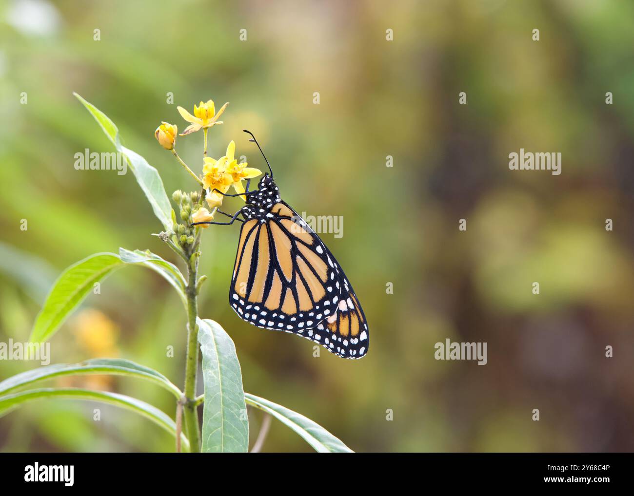 Una farfalla monarca femmina su fiori di alghe lattiere gialle, vista profilo Foto Stock
