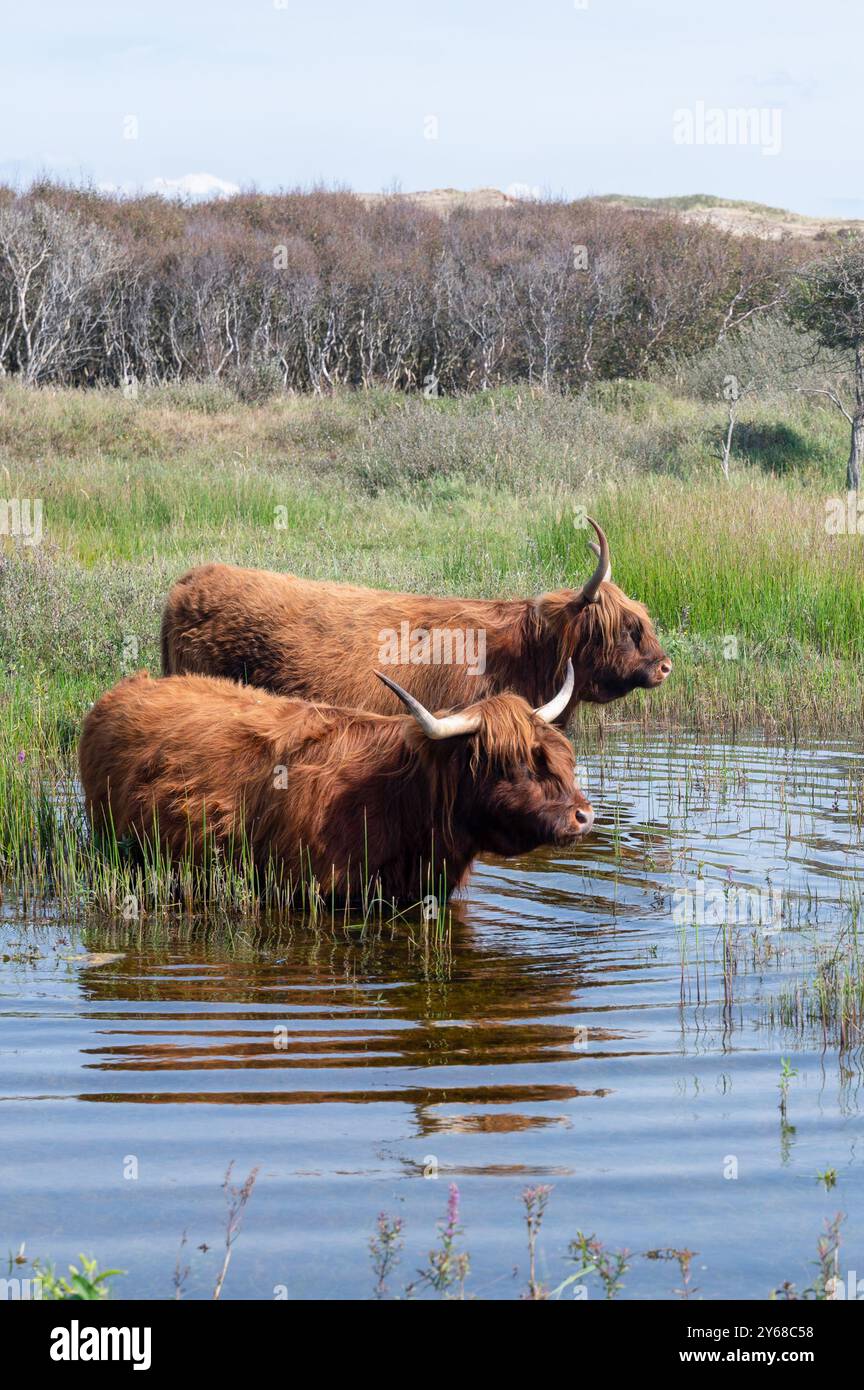 Il bestiame delle Highland scozzesi si trova nell'acqua sulla riva di un piccolo lago nell'entroterra delle dune, in una riserva naturale vicino a Egmond aan Zee nel Nether Foto Stock