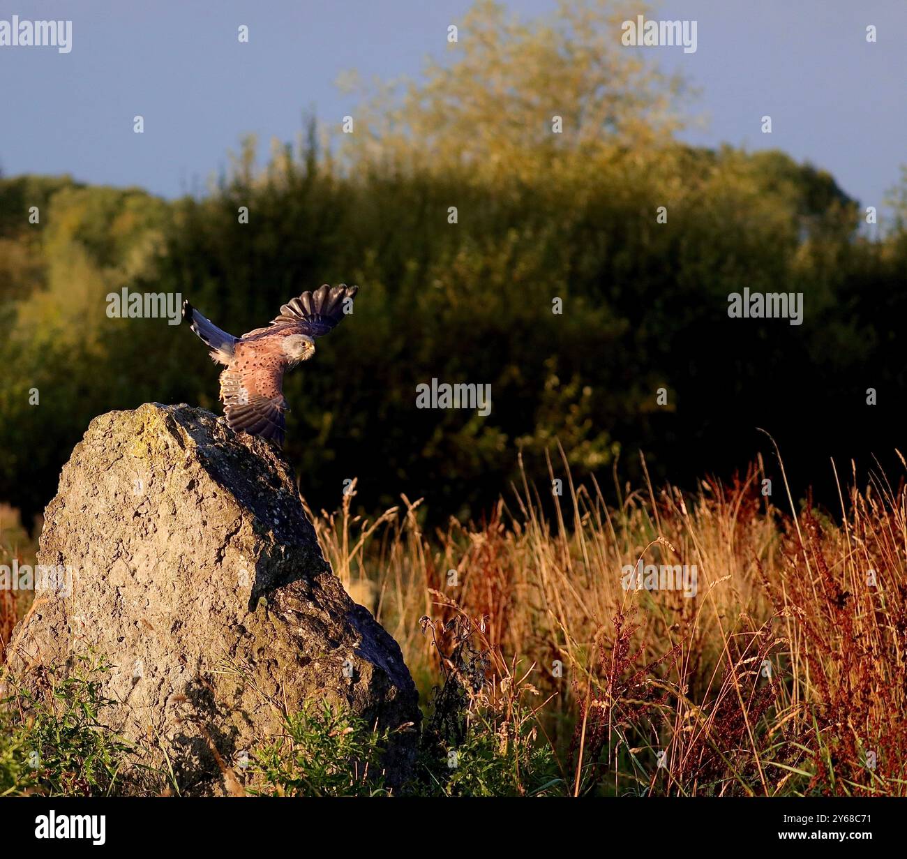 Kestrel maschio (Falco tinnunculus) Foto Stock