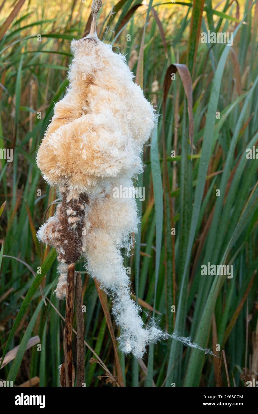 Testa seme di bulrush, il picco è parzialmente rotto con semi in dispersione Foto Stock