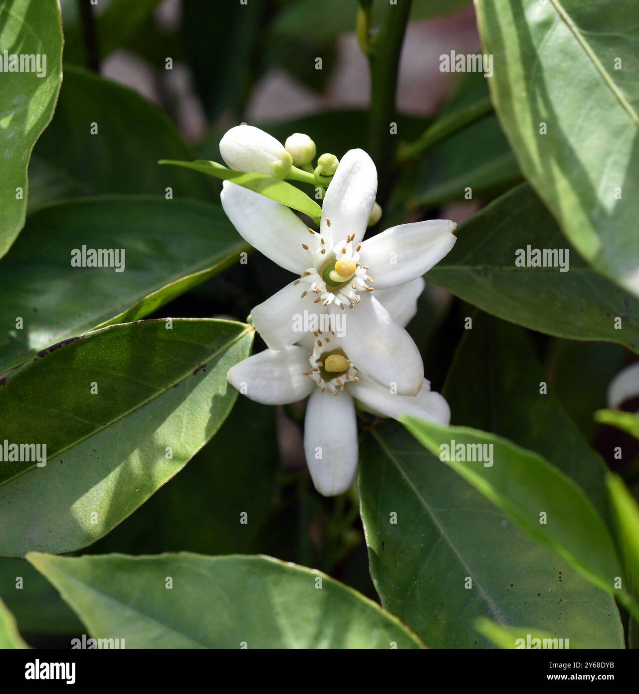 Arancione, Citrus sinensis, ist eine exotische Frucht die auch getrocknet als Duftgeber verwendet wird. Arancione, Citrus sinensis, è un frutto esotico che Foto Stock