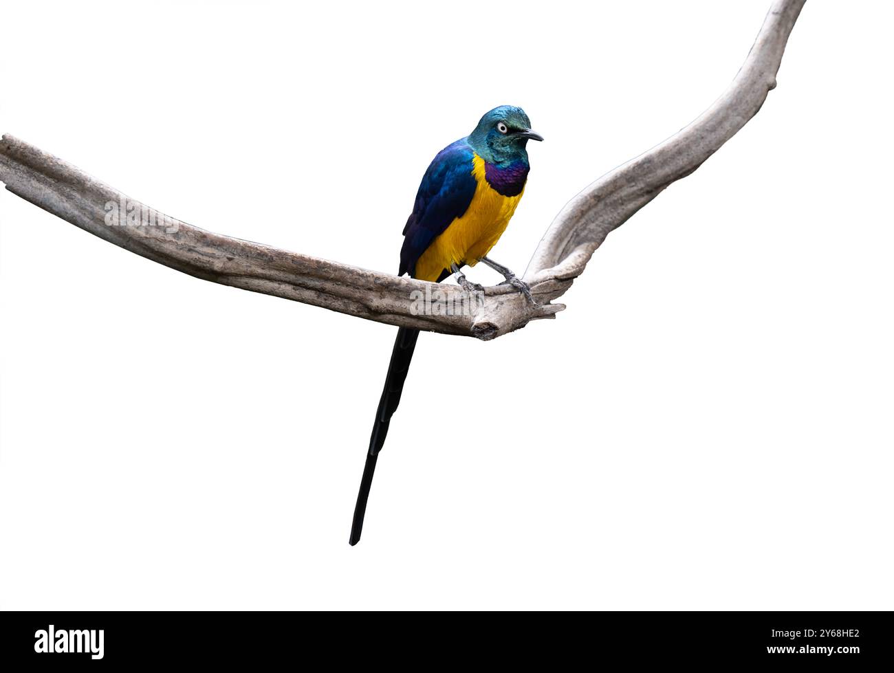 Tagliare Starling dorato, Cosmopsarus regius, Glossy Starling. Vive in Somalia, Etiopia, Kenya orientale, Tanzania nord-orientale. Foto Stock