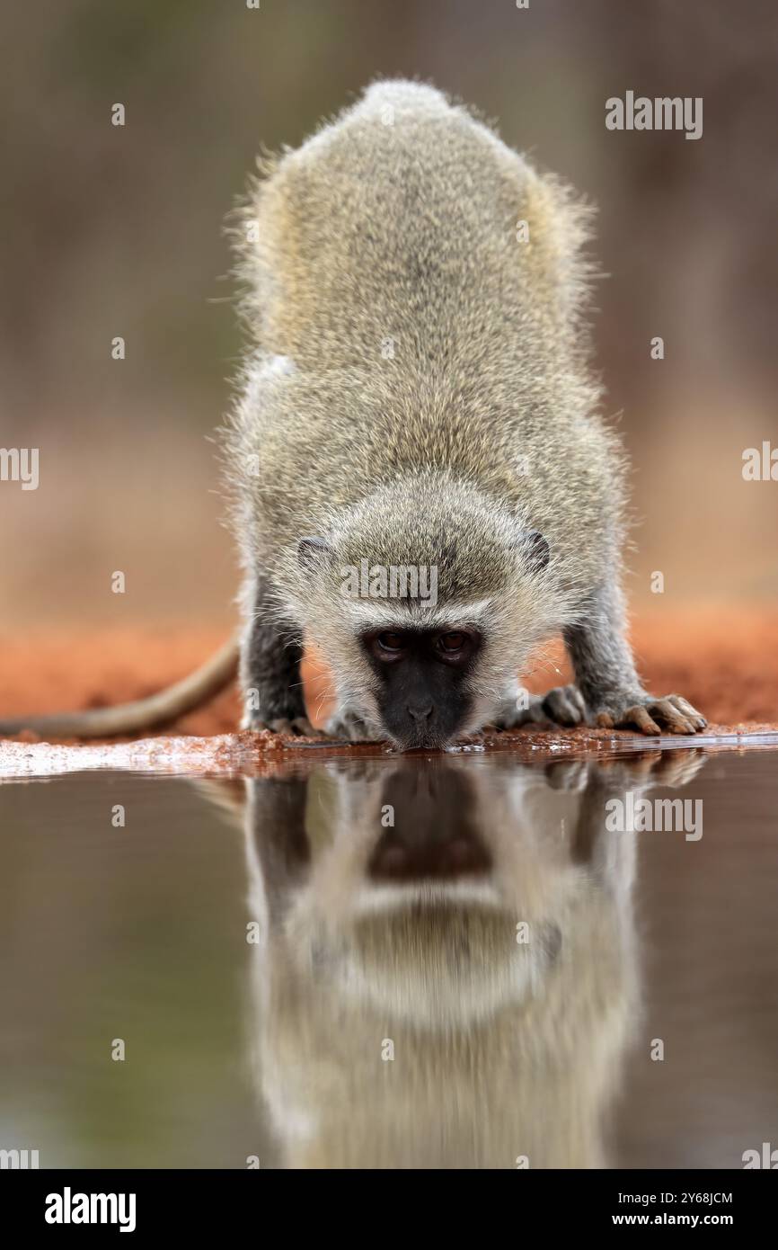 Vervet Monkey (Chlorocebus pygerythrus), adulto, bere, in acqua, Parco nazionale Kruger, parco nazionale di Kruger, Parco nazionale di Kruger, Sudafrica Foto Stock