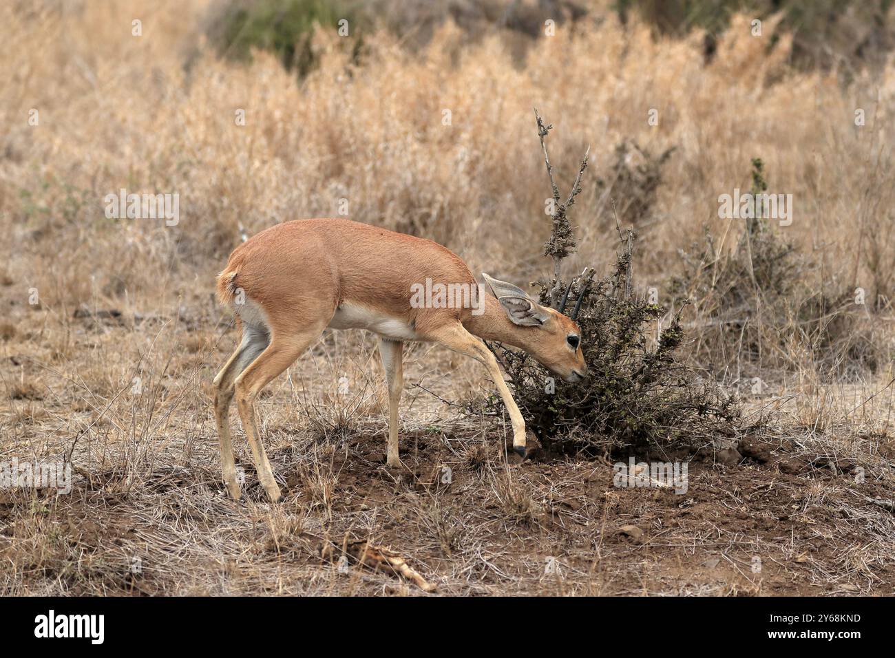 Steenbok (Raphicerus campestris), adulto, maschio, alimentazione, vigile, antilope nana, Parco Nazionale Kruger, Parco Nazionale Kruger, Parco Nazionale Kruger, Parco Nazionale Kruger Sou Foto Stock