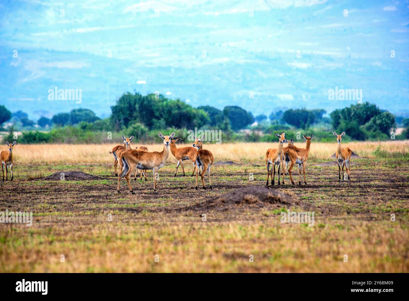 Uganda Kobs nel Queen Elizabeth National Park Uganda Foto Stock