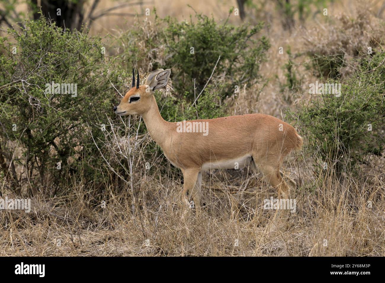 Steenbok (Raphicerus campestris), adulto, maschio, foraggiatore, vigile, antilope nana, parco nazionale di Kruger, parco nazionale di Kruger, parco nazionale di Kruger, so Foto Stock