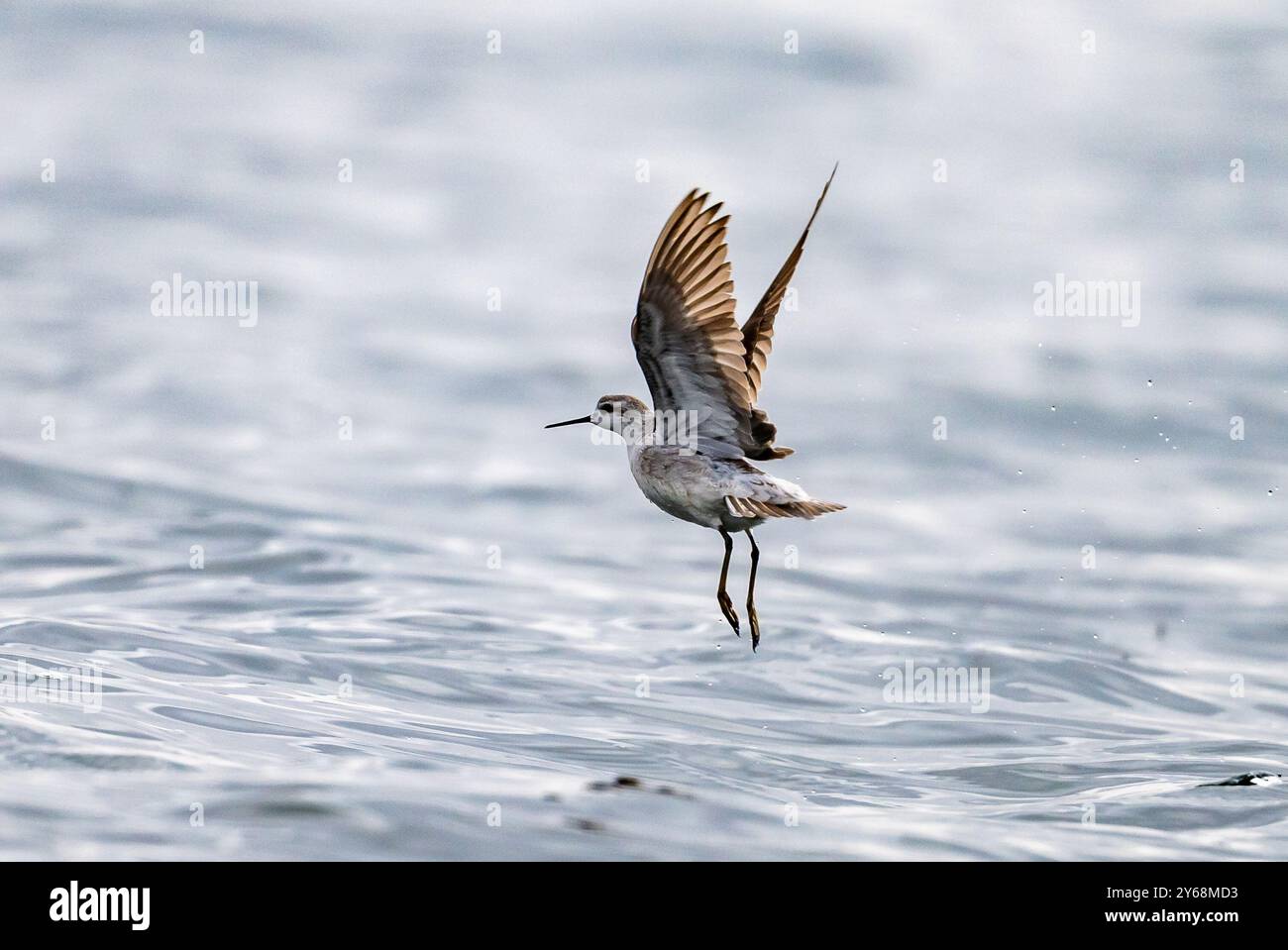 Un Wilson's Phalarope (Phalaropus tricolor) che decolla dal lago Junin. Perù, Sud America. Foto Stock
