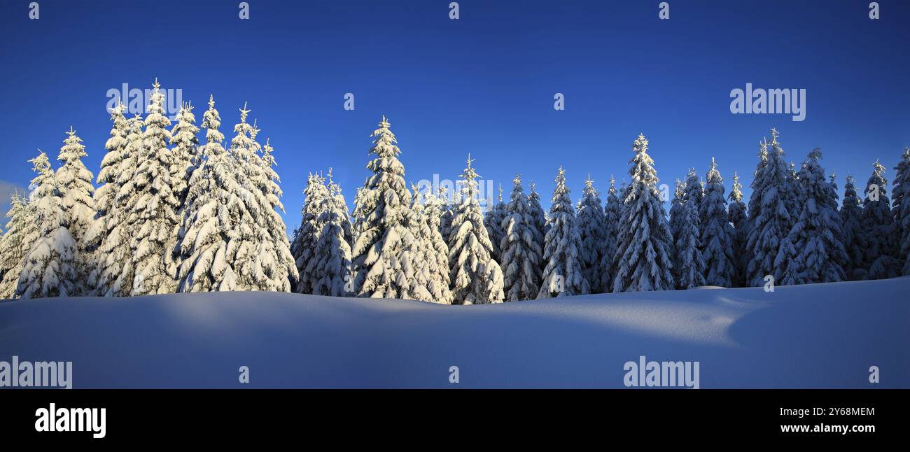 Panorama, paesaggio invernale innevato alla luce della sera, abeti innevati e scintillanti cristalli di neve, Parco Nazionale di Harz, Sassonia-Anhalt, Ger Foto Stock