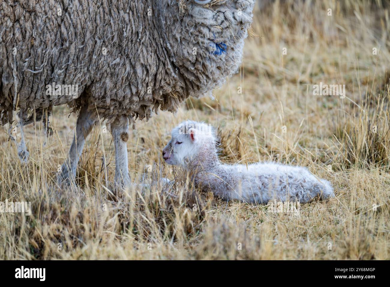 Un piccolo agnello sotto la protezione della madre. Perù, Sud America. Foto Stock