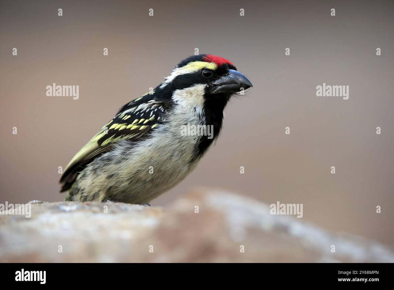 Barbet dalla fronte rossa (Tricholaema leucomelas), adulto, su rocce, Mountain Zebra National Park, Capo Orientale, Sudafrica, Africa Foto Stock