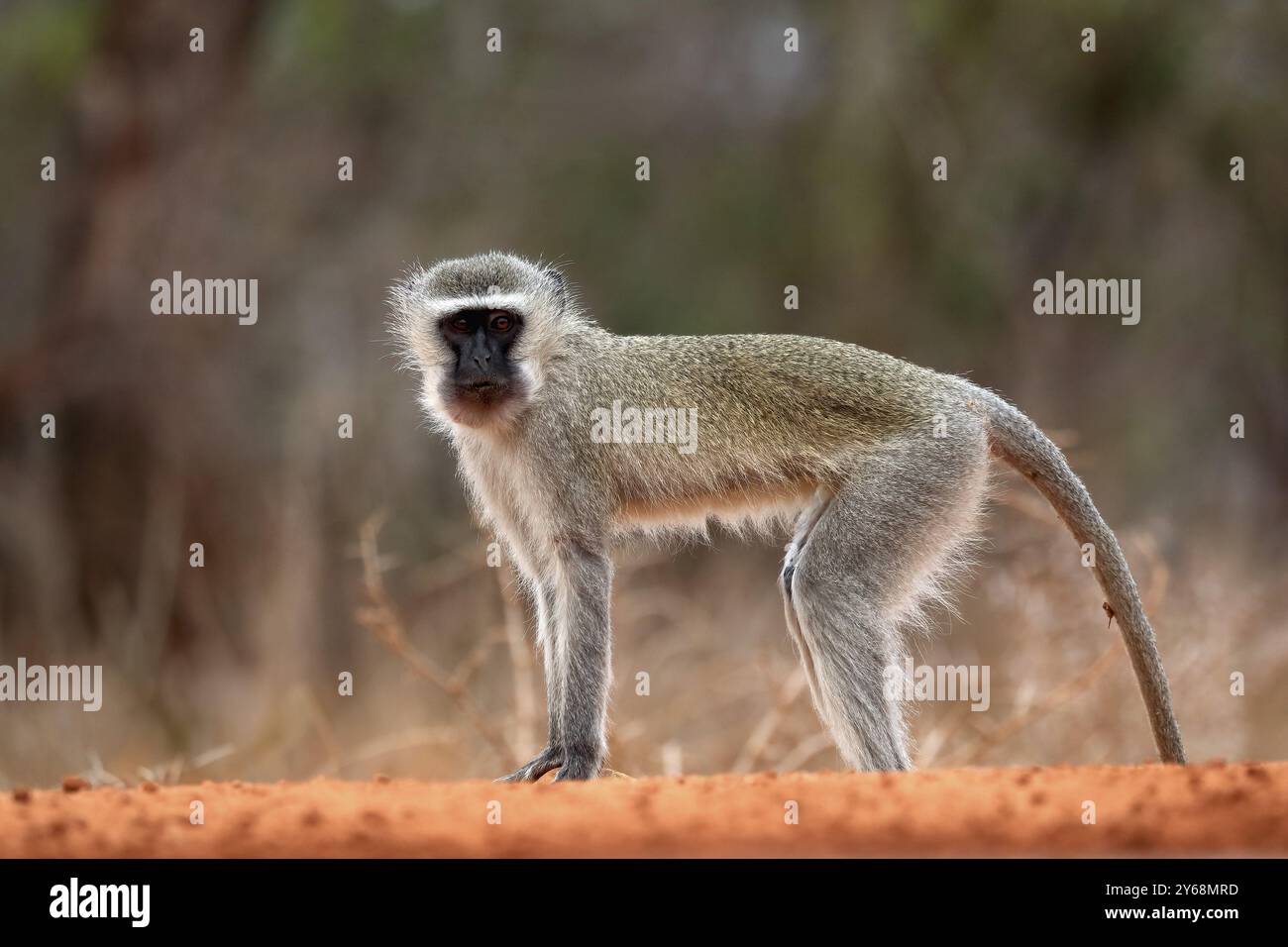 Vervet Monkey (Chlorocebus pygerythrus), adulto, in acqua, allerta, Parco nazionale Kruger, parco nazionale di Kruger, Parco nazionale di Kruger, Sudafrica Foto Stock