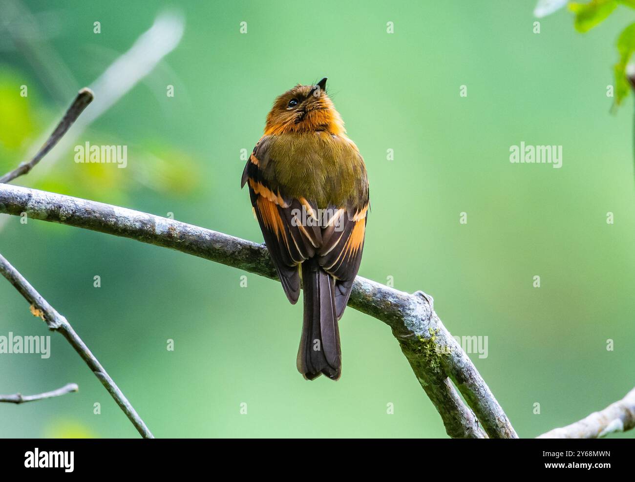 Un Flycatcher alla cannella (Pyrhomyias cinnamomeus) arroccato su un ramo con la testa attorcigliata di 180 gradi. Perù, Sud America. Foto Stock