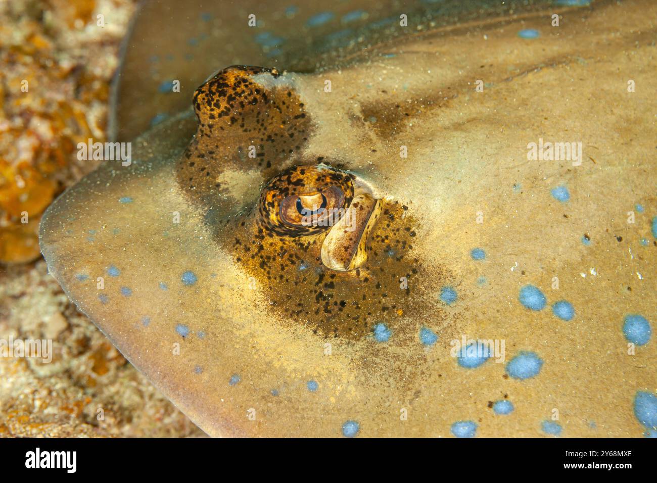 Indonesia, Raja Ampat, Maskray molucca blu (Neotrygon moluccensis) Foto Stock