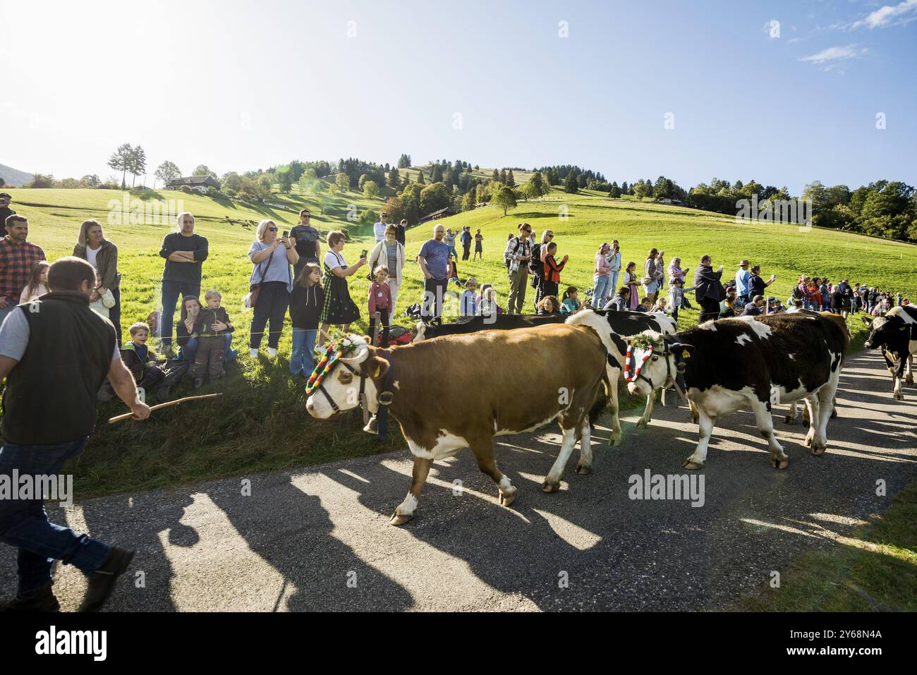 Allevamento di bovini alpini, Muenstertal, Foresta Nera meridionale, Foresta Nera, Baden-Wuerttemberg, Germania, Europa Foto Stock