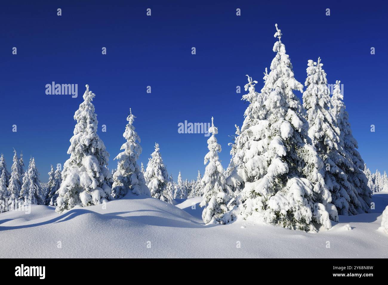 Paesaggio invernale innevato, abeti innevati e scintillanti cristalli di neve, Parco Nazionale di Harz, Sassonia-Anhalt, Germania, Europa Foto Stock