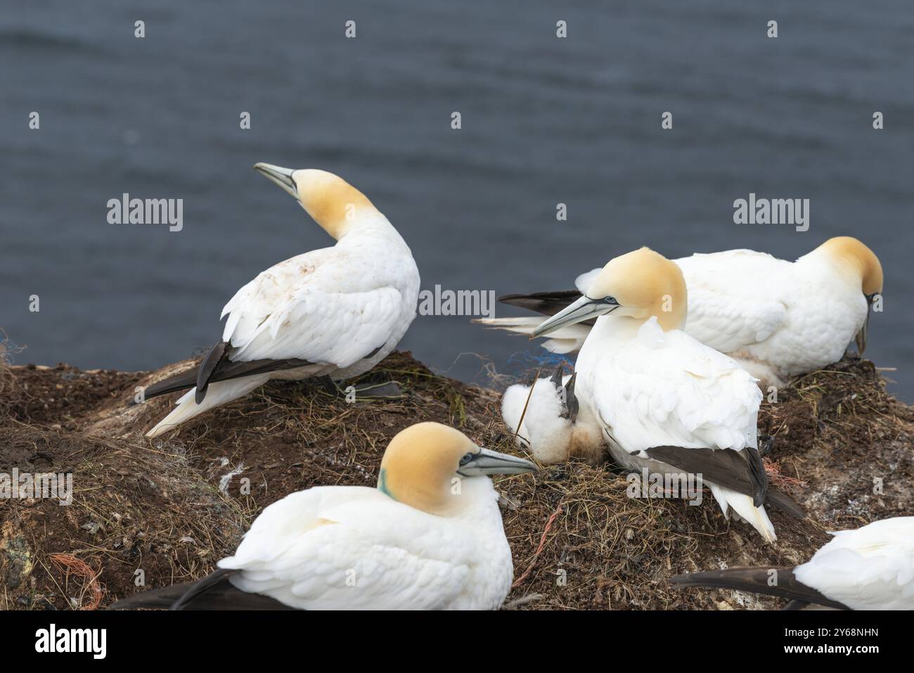 Nidificazione di gannetti (Morus bassanus) sulle scogliere di arenaria rossa dell'isola al largo di Helgoland, nutrendo un giovane uccello, piumaggio, becco, scogliera Foto Stock