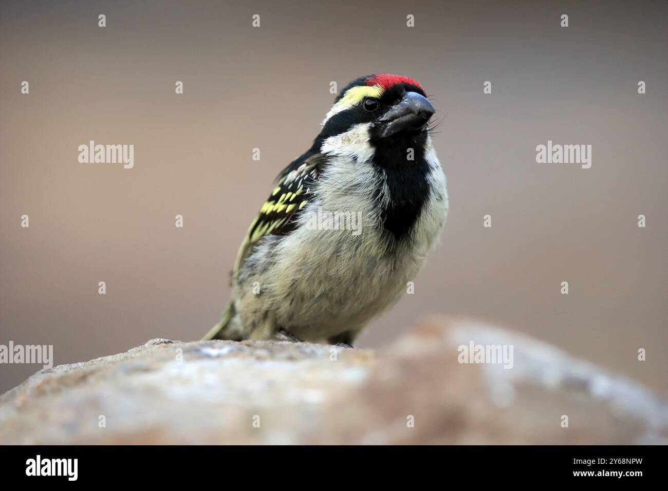 Barbet dalla fronte rossa (Tricholaema leucomelas), adulto, su rocce, Mountain Zebra National Park, Capo Orientale, Sudafrica, Africa Foto Stock