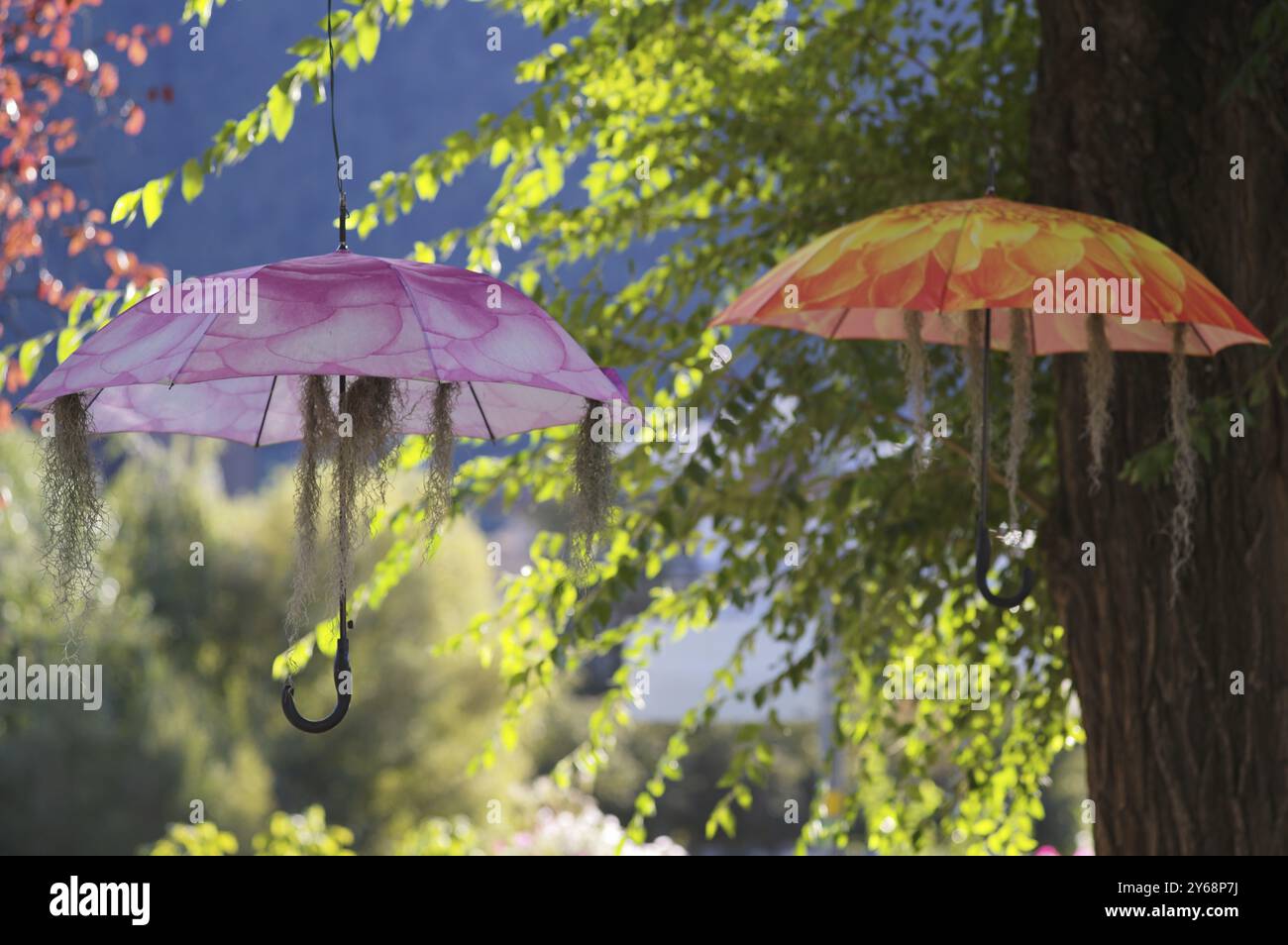 Ombrelli colorati appesi all'aria, all'ombra, in estate, decorazioni, passeggiate invernali, promenade, retroilluminazione, Merano, Merano, alto Adige, Prov. autonome Foto Stock