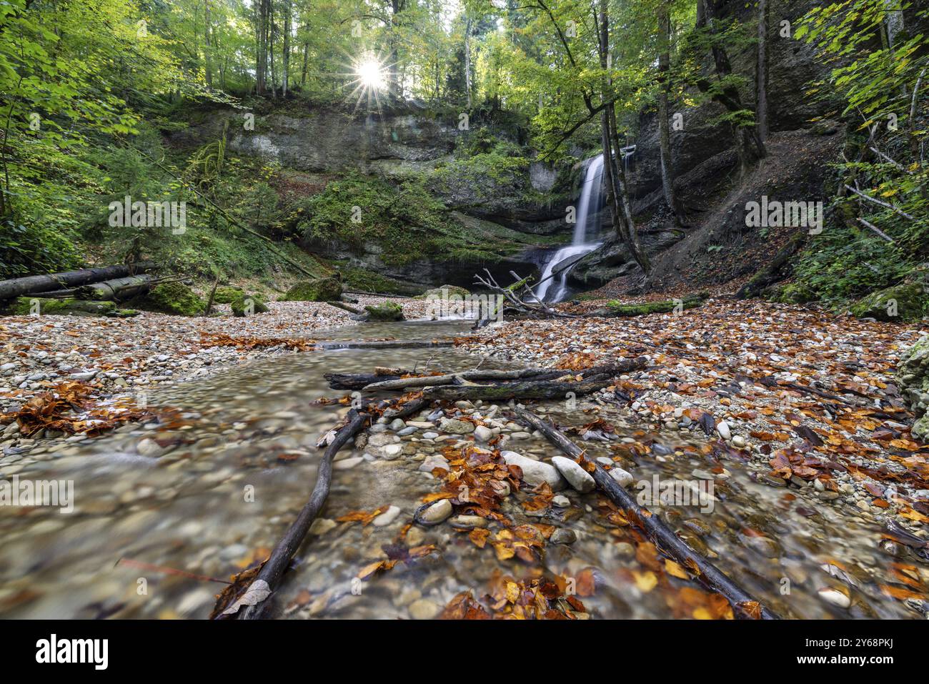 Una foresta illuminata dal sole con una cascata sullo sfondo e foglie autunnali sul letto del fiume, Hasenreuter Wasserfall, Scheidegg, Baviera, Germania, Europ Foto Stock