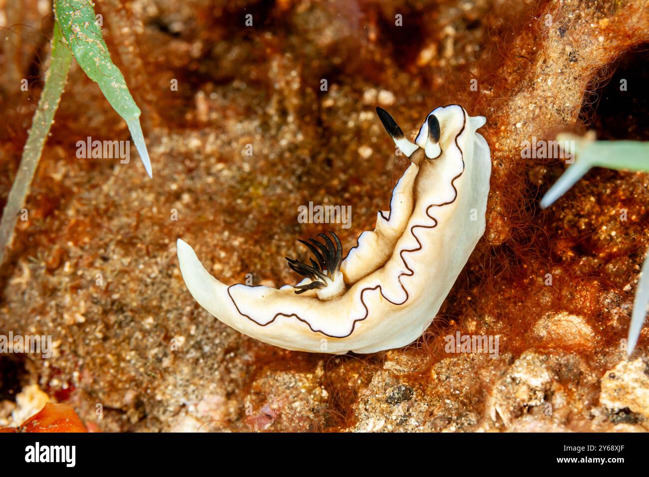 Indonesia, Raja Ampat, Nudibranch, Doriprismatica atromarginata, Sea Slug Foto Stock