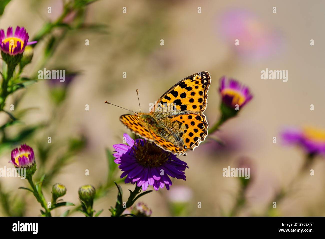 Una fritillaria Regina di Spagna (Issoria lathonia), che riposa sulle margherite di Michaelmas (Aster). Foto Stock