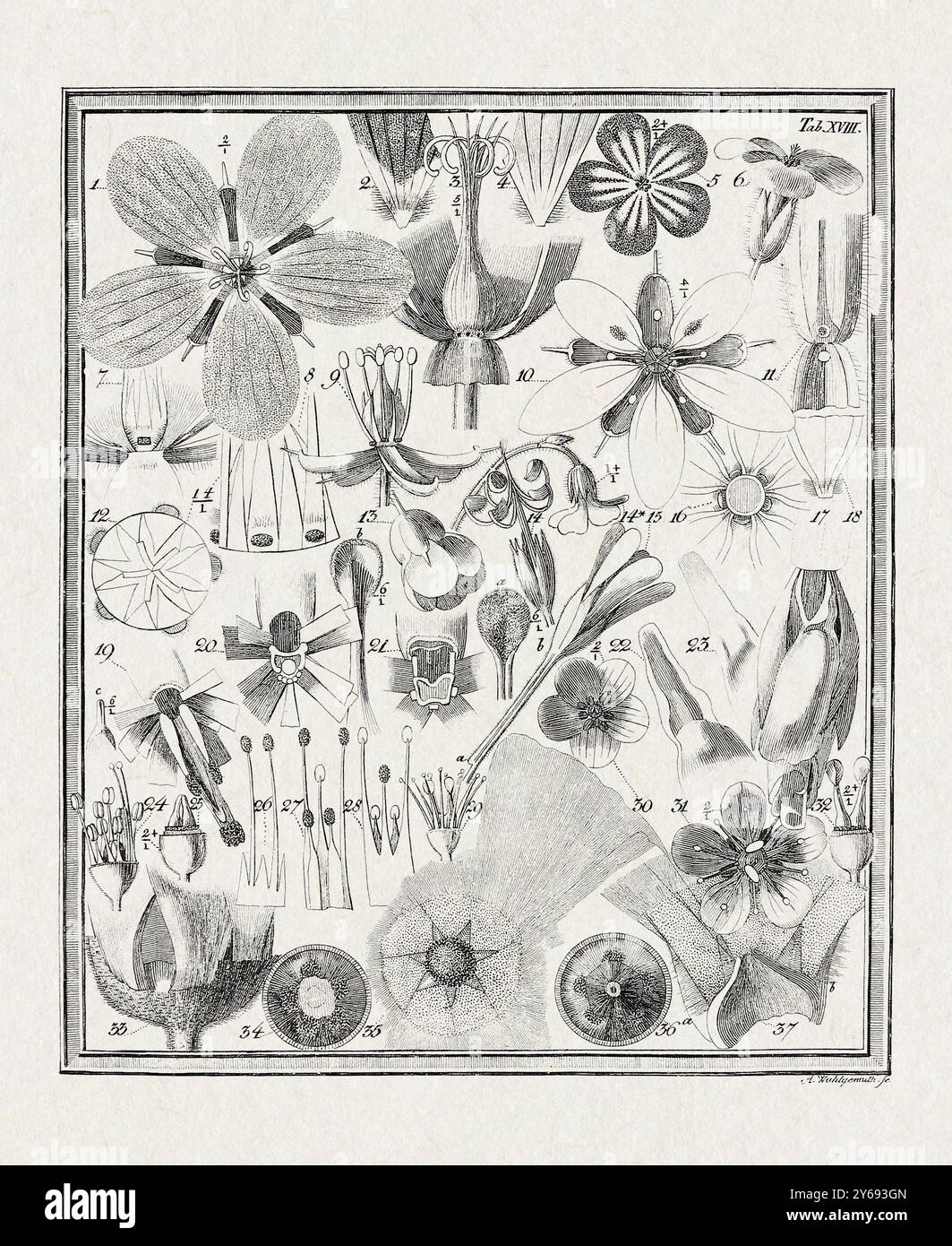 Illustrazione botanica di fiori da un libro tedesco pubblicato nel 1793. Descrizione dettagliata della struttura floreale e del processo di fecondazione, con g Foto Stock