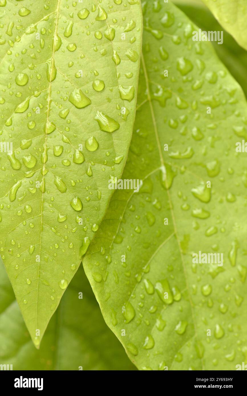 Avocado Persea americana pianta foglie verdi bagnate dettaglio ravvicinato Foto Stock