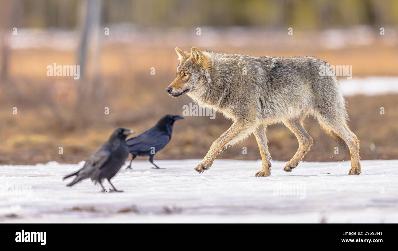 Il lupo eurasiatico (Canis lupus lupus), noto anche come lupo comune, è una sottospecie di lupo grigio originaria dell'Europa e dell'Asia. Una volta era diffuso Foto Stock