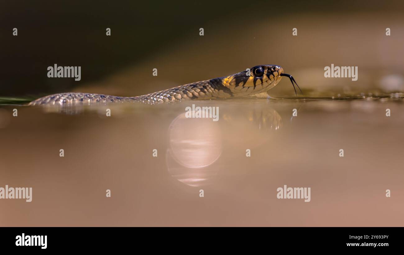 Il serpente d'erba (Natrix natrix), a volte chiamato serpente ad anello o serpente d'acqua, è un serpente colubrido eurasiatico semi-acquatico non velenoso. Nuoto a wat Foto Stock