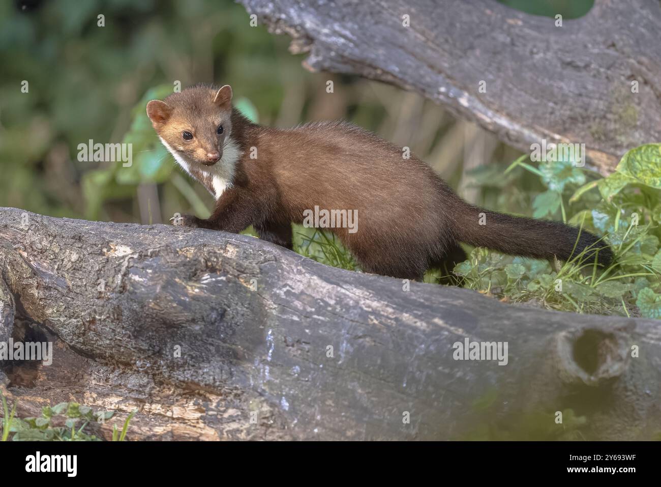 Martora di pino (Martes Martes) su tronco in circostanze buie in una foresta di notte. Fauna selvatica scena della natura in Europa. Foto Stock