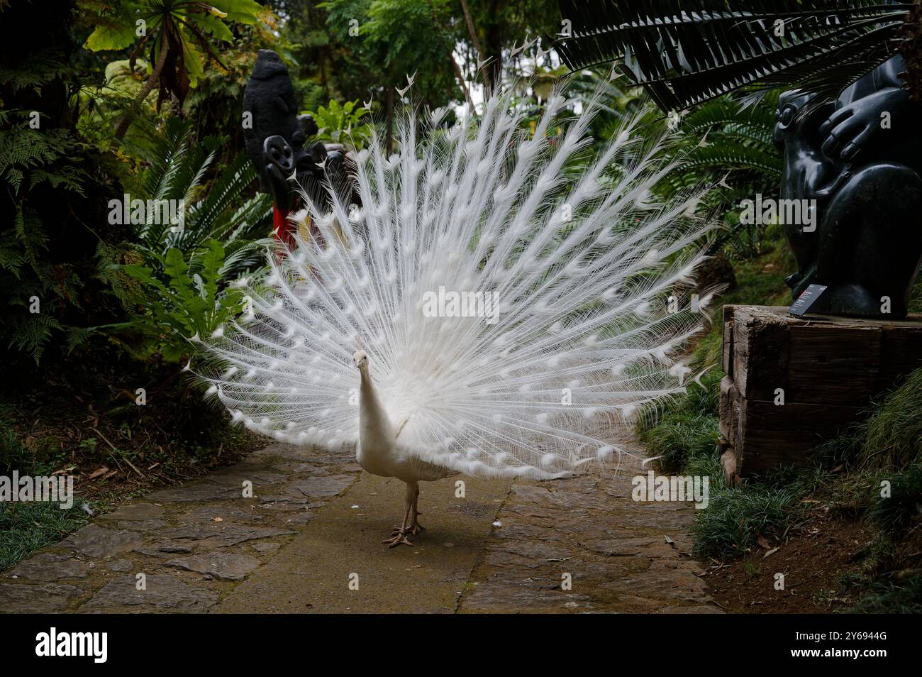 Pavone bianco che espone orgogliosamente piume sul sentiero del giardino fiancheggiato da sculture africane nei giardini del palazzo monte Foto Stock