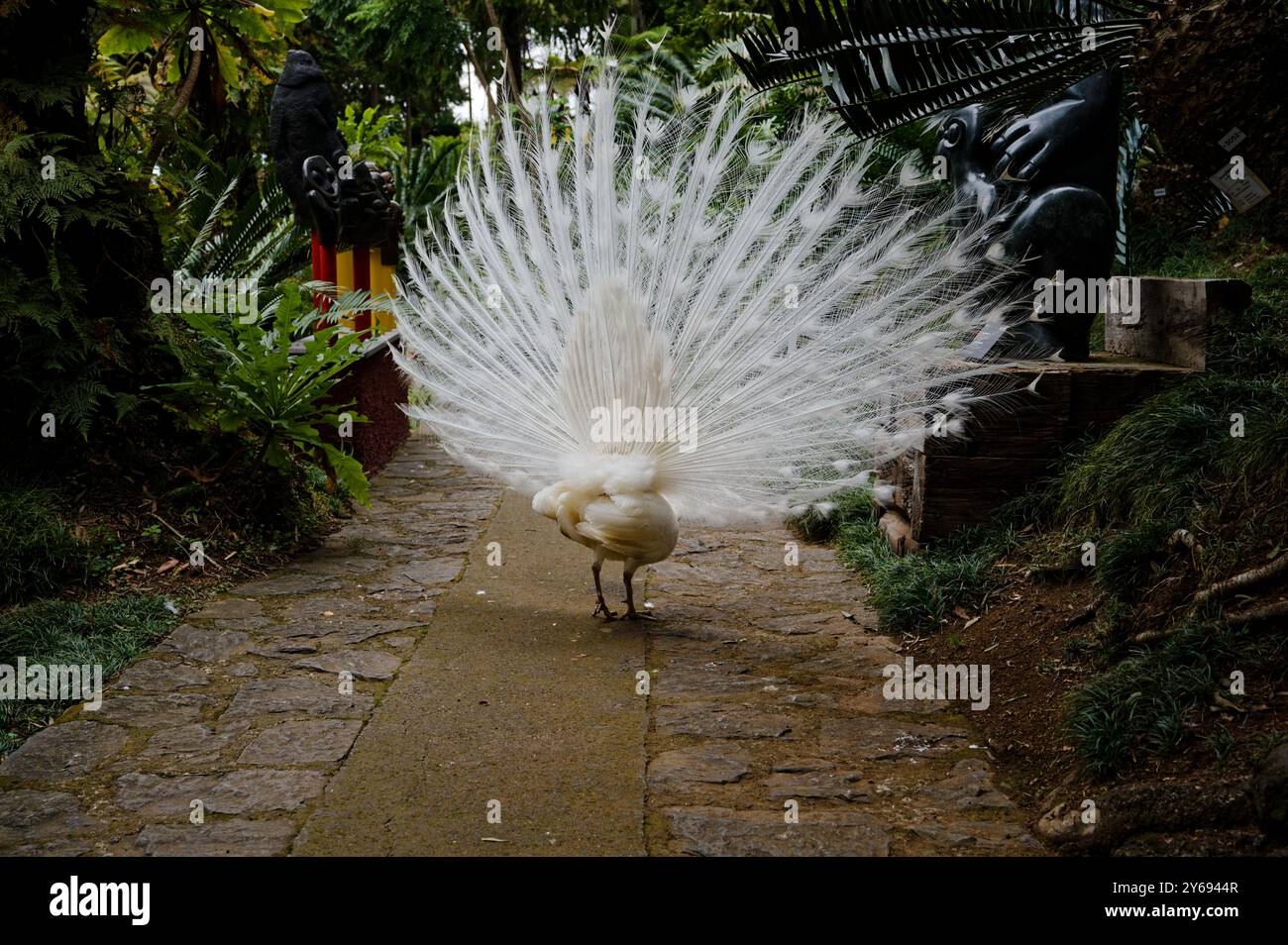 Retro di un pavone bianco che mostra piume circondato da sculture nei giardini del palazzo monte Foto Stock