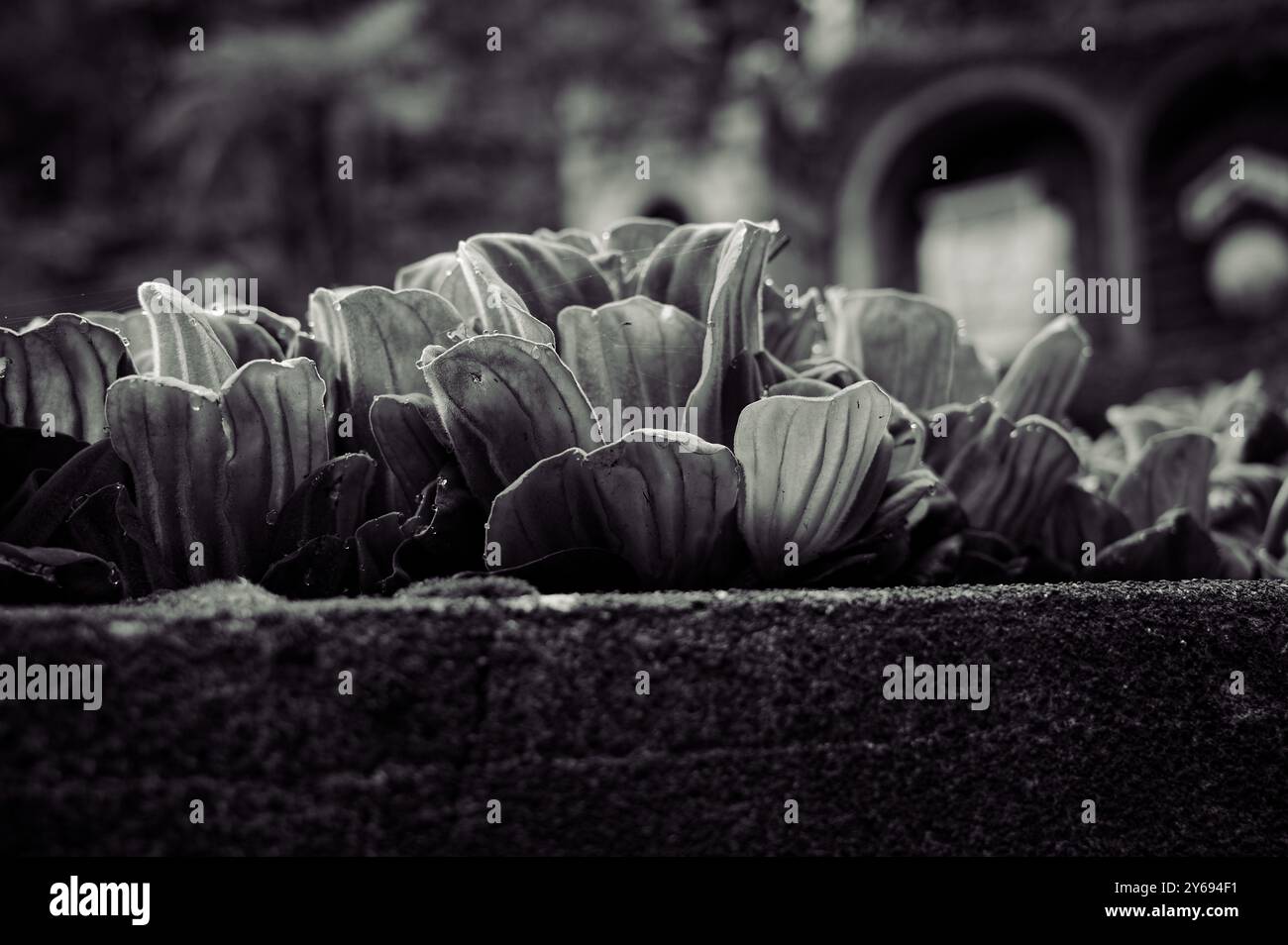 Le piante monocromatiche di lattuga d'acqua prosperano lungo una sporgenza di pietra Foto Stock