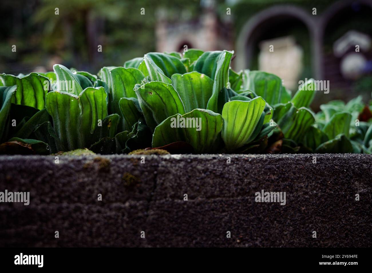 Le lussureggianti piante di lattuga d'acqua prosperano lungo una sporgenza di pietra, creando un contrasto sorprendente con lo sfondo classico dei giardini del palazzo monte Foto Stock