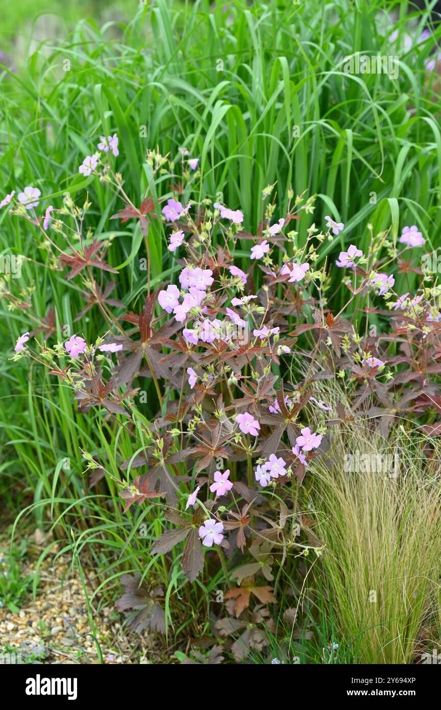Fogliame rosso e delicati fiori rosa primaverili di gru maculata, Geranium maculatum "Elizabeth Ann" nel Regno Unito Garden May Foto Stock
