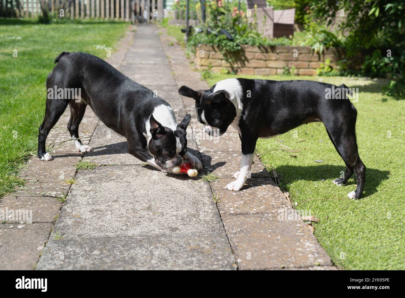 Due cani dei Boston Terriers che giocano in un giardino o cortile soleggiato. Uno dei cani ha un giocattolo da masticare. Foto Stock