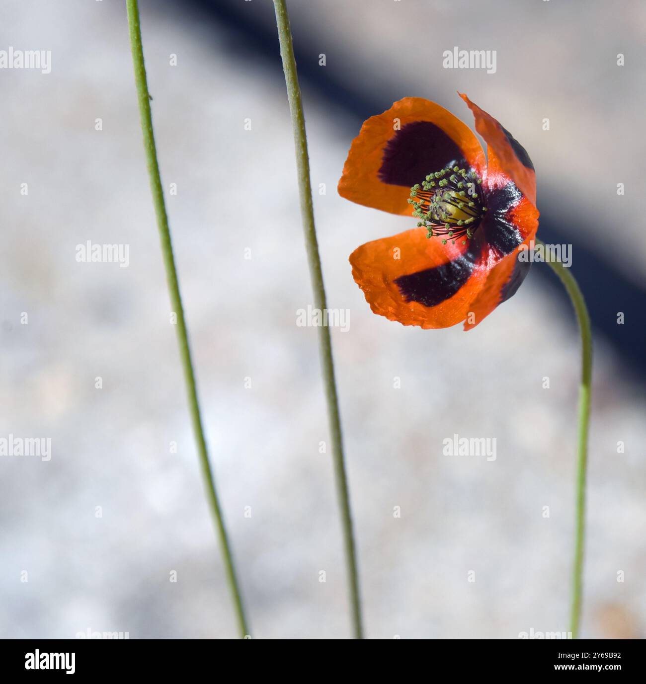 Albuquerque, fiore di campo del New Mexico, il papavero dalla testa lunga, è di colore arancione brillante con una striscia nera su ogni petalo. Foto Stock