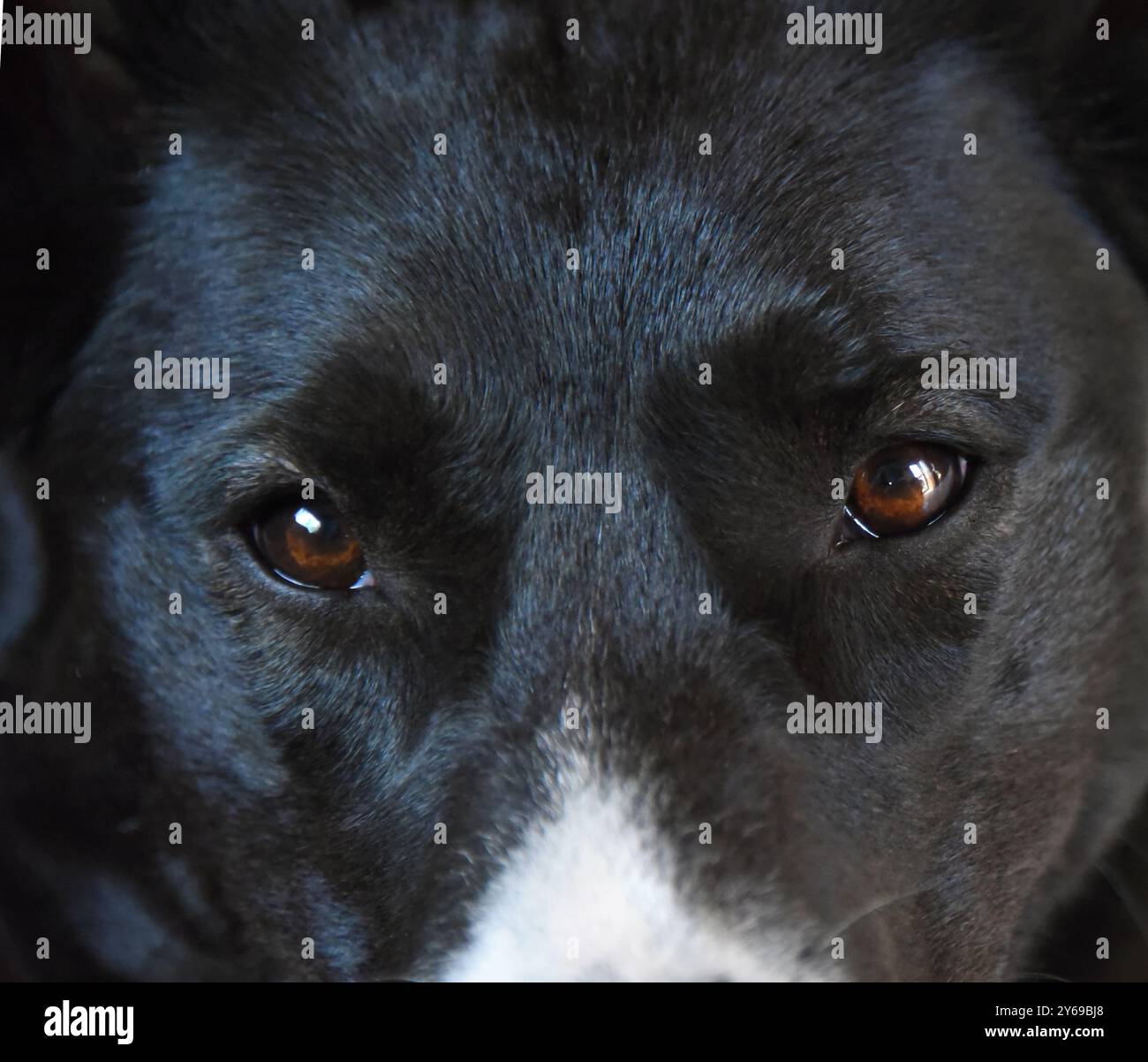 Un amico canino ti guarda sempre. Questo cane nero, con muso bianco, ha gli occhi color ambra. L'immagine è in primo piano. Foto Stock