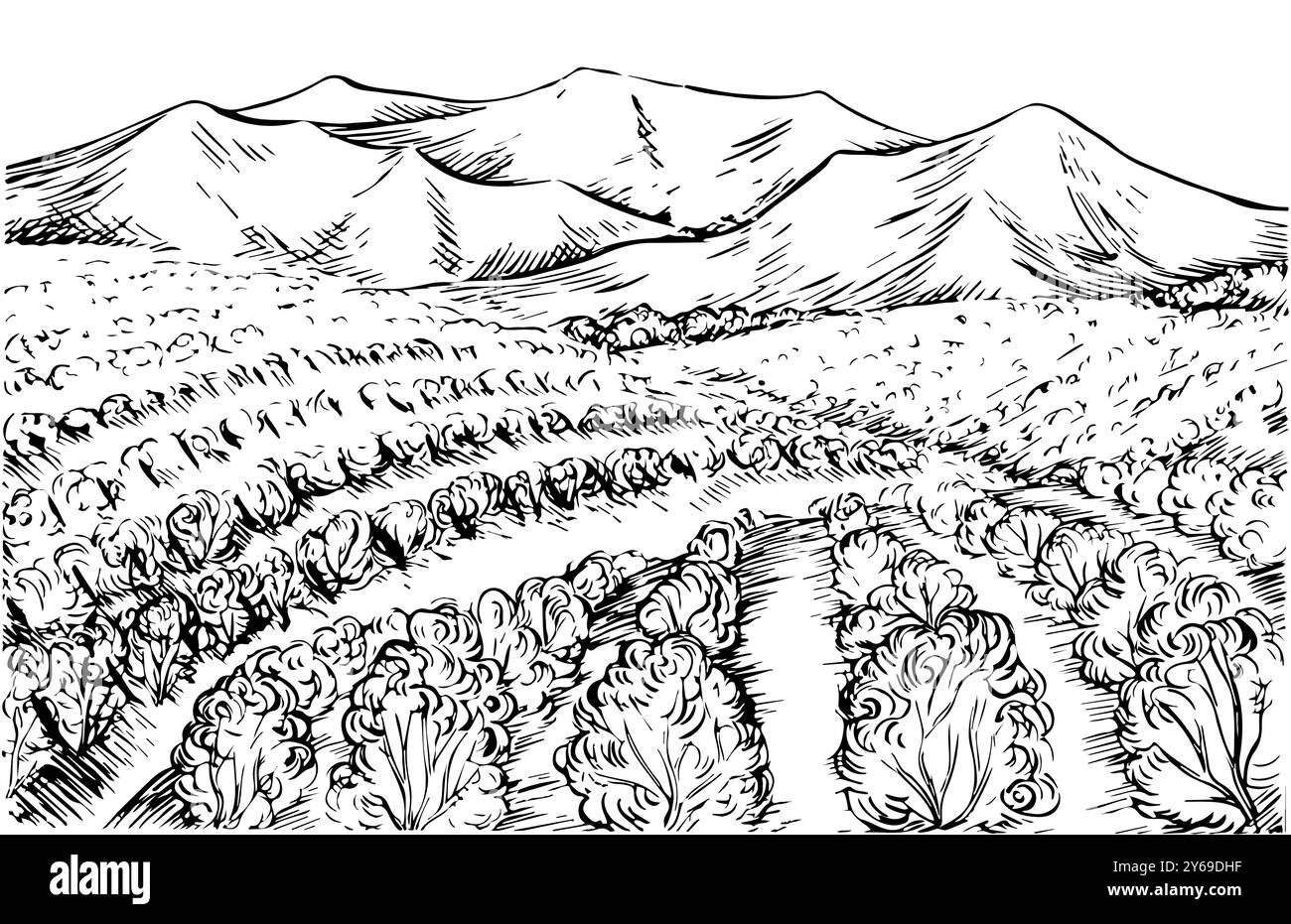 Paesaggio con campi d'uva. Grafica vettoriale, illustrazione disegnata a mano in bianco e nero. Su sfondo bianco. Per la progettazione di imballaggi ed etichette. Per bann Illustrazione Vettoriale
