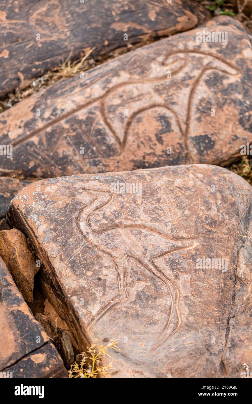 petroglyph, ungulato preistorico, deposito roccioso di Aint Ouazik, tardo Neolitico, Marocco, Africa. Foto Stock