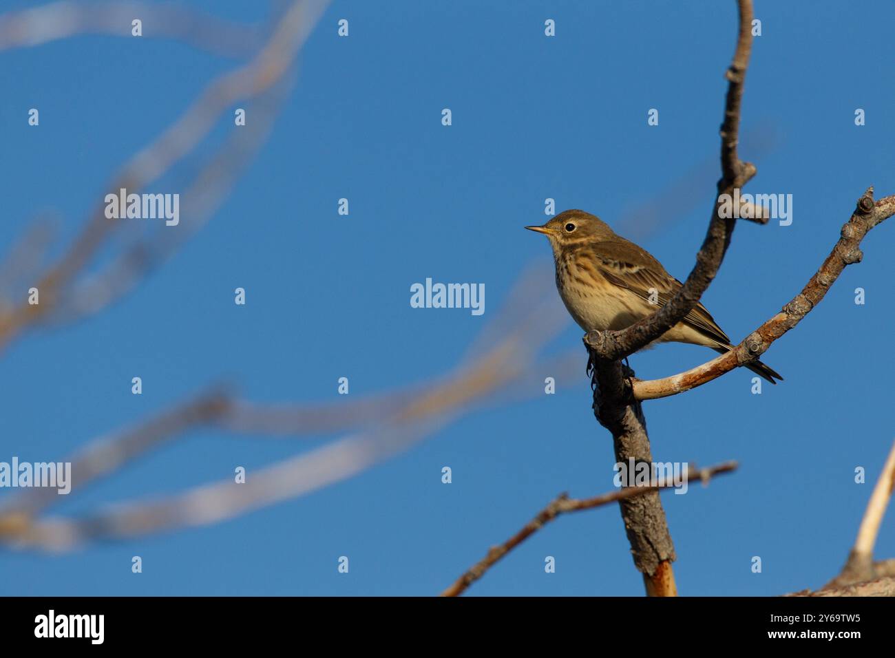 Pipito americano (Anthus rubescens) poggia sull'albero. Foto Stock