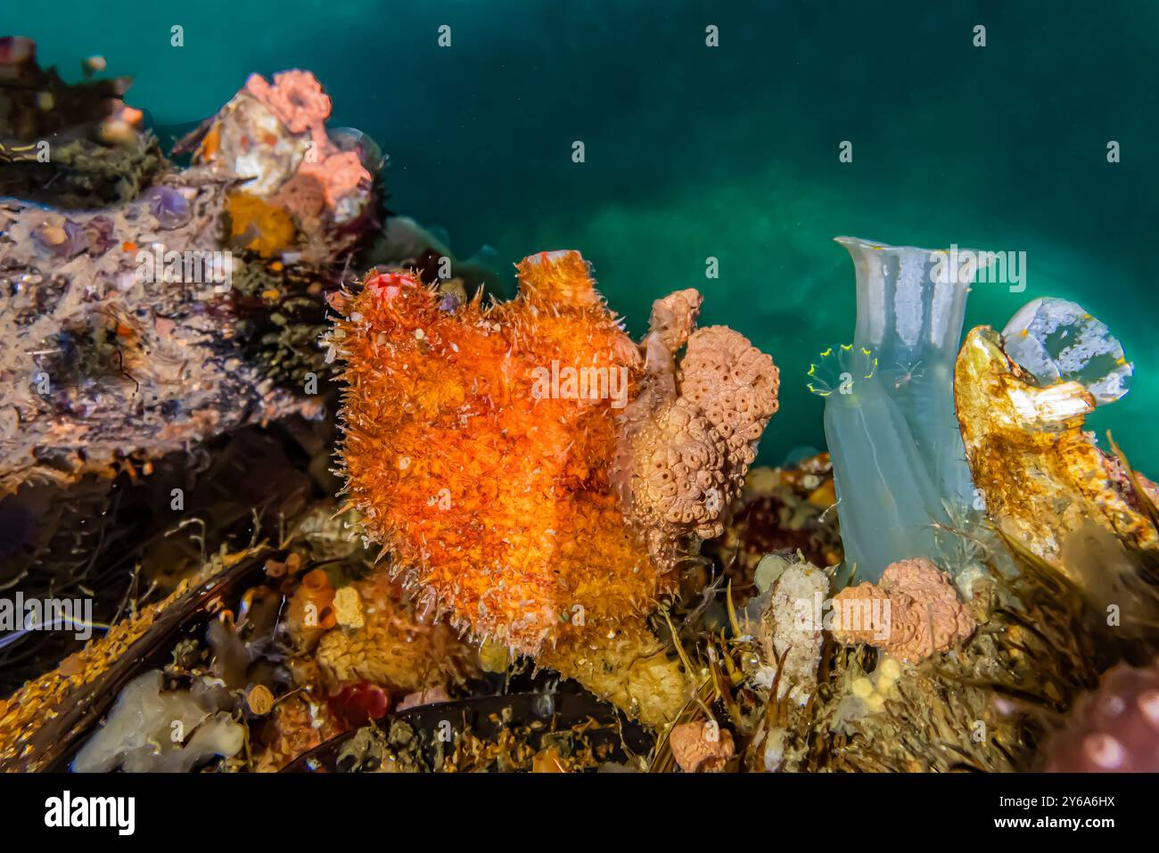 Bristly Tunicate, Boltenia villosa, sul molo di Edmonds Marina, Puget Sound, Washington State, USA Foto Stock