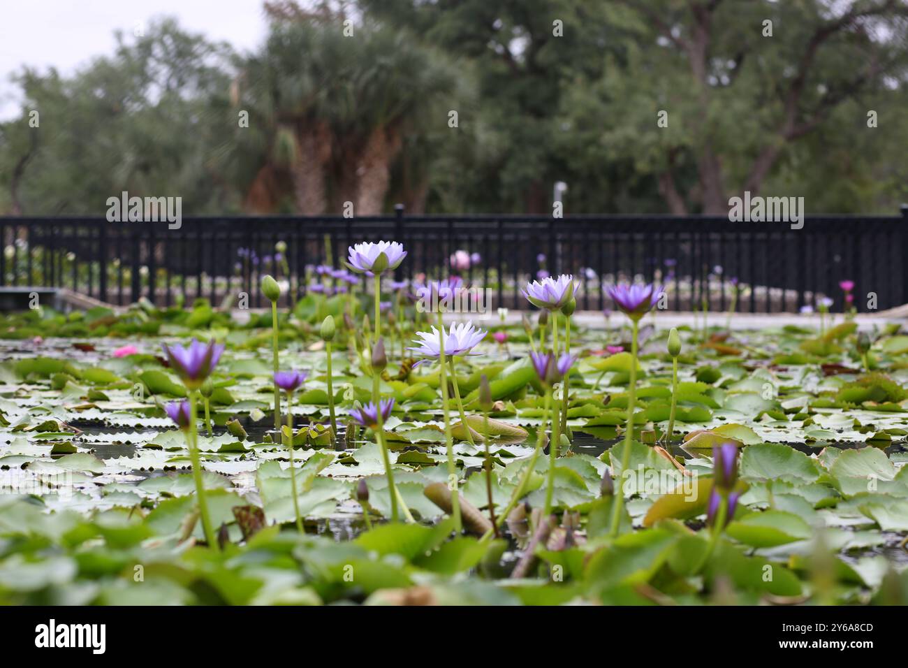 San Angelo, Texas International Waterlily Collection Foto Stock