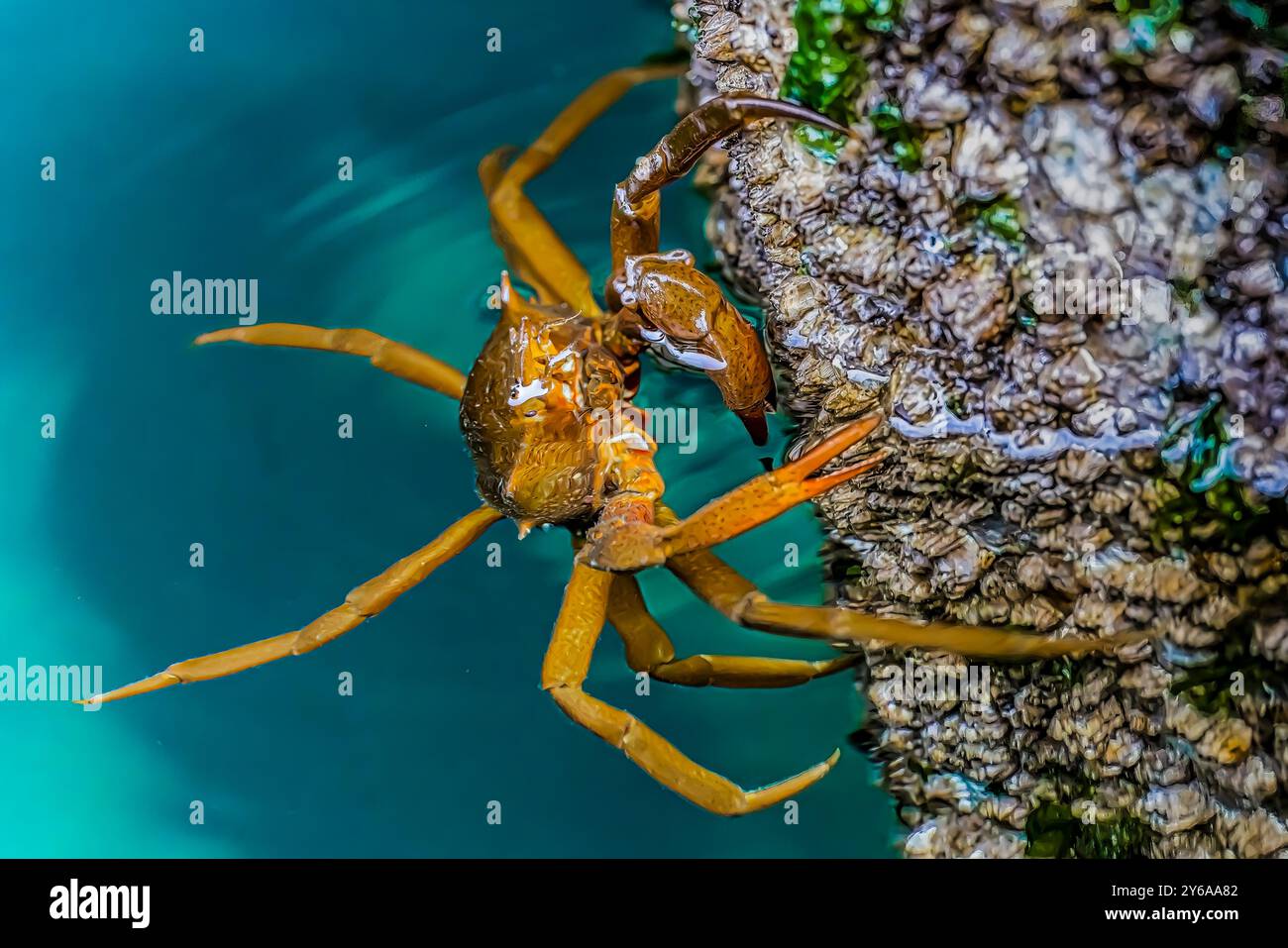 Northern Kelp Crab, Pugettia producta, su palificazione a Edmonds Marina a Puget Sound, Washington State, USA Foto Stock